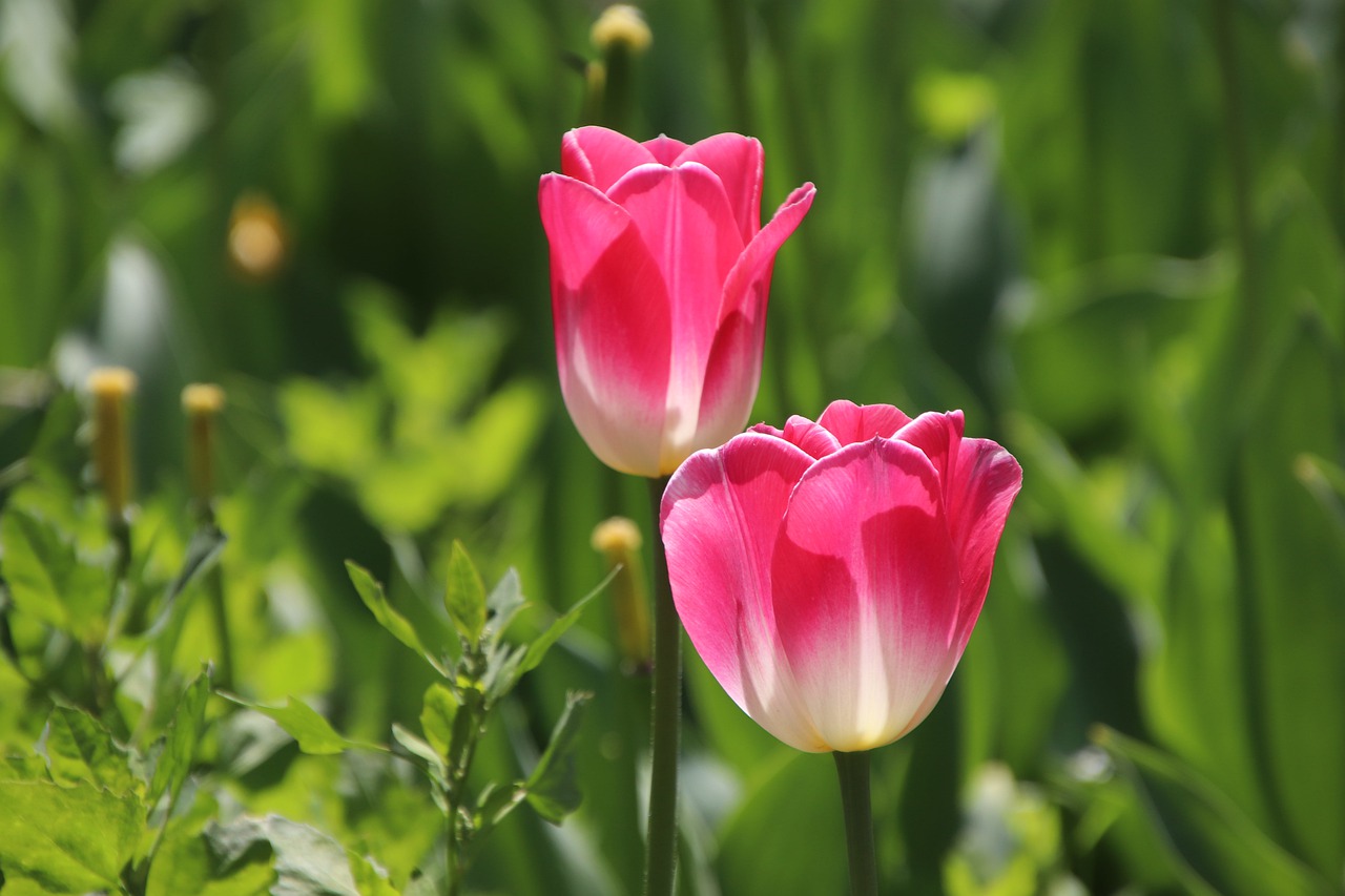 Tulips Flowers Field  - Lancier / Pixabay