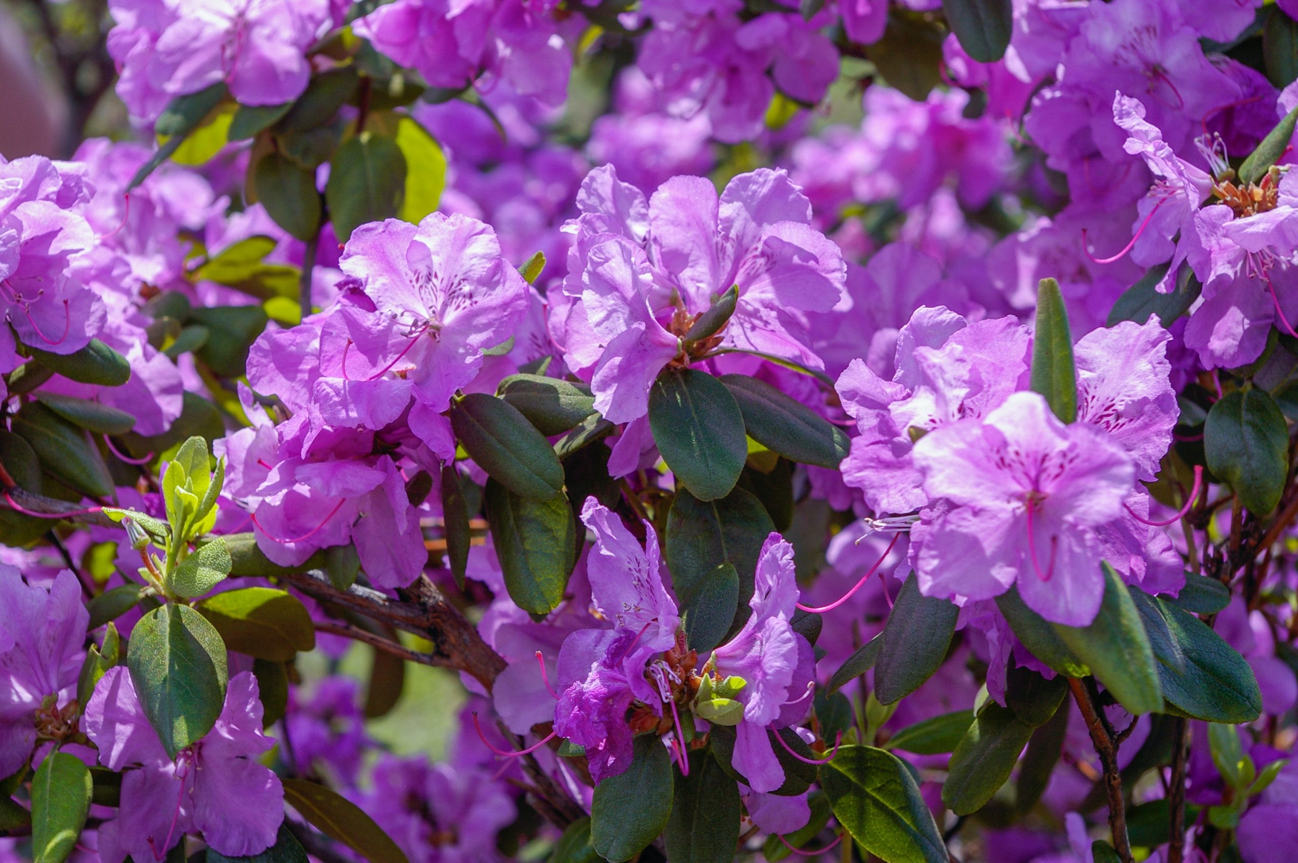 pink flowers with green leaves