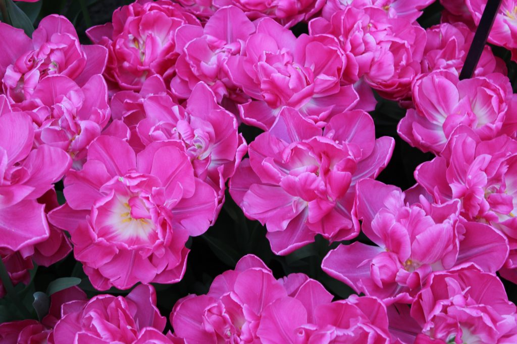 pink flowers in macro lens