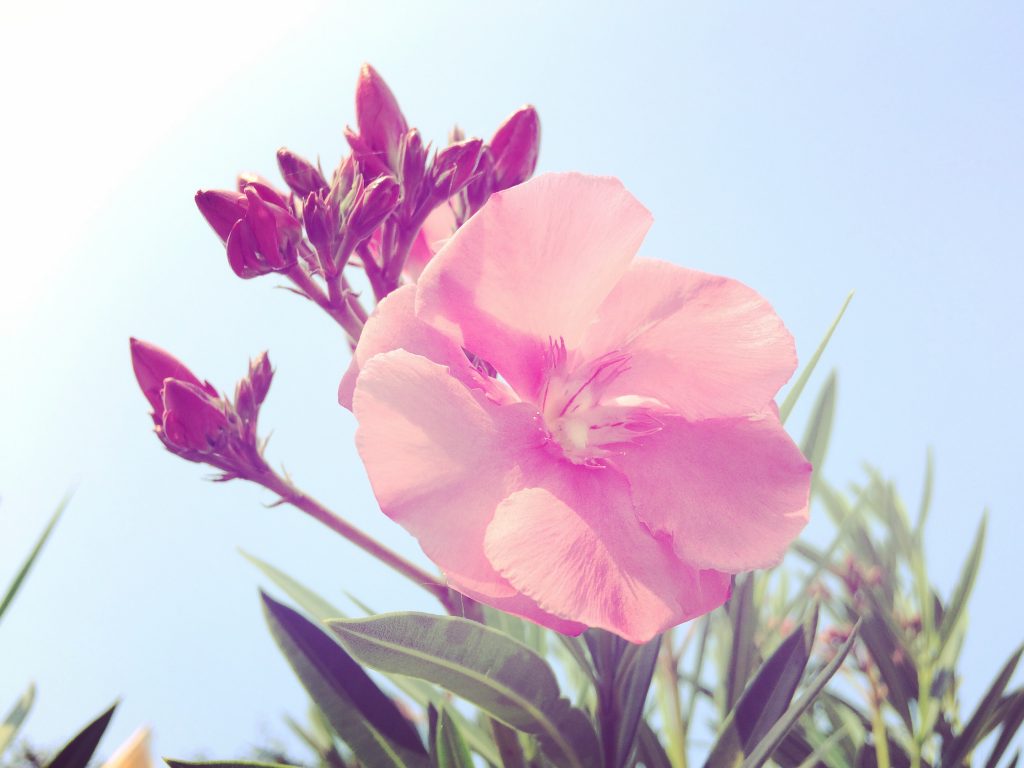 pink-petaled flower