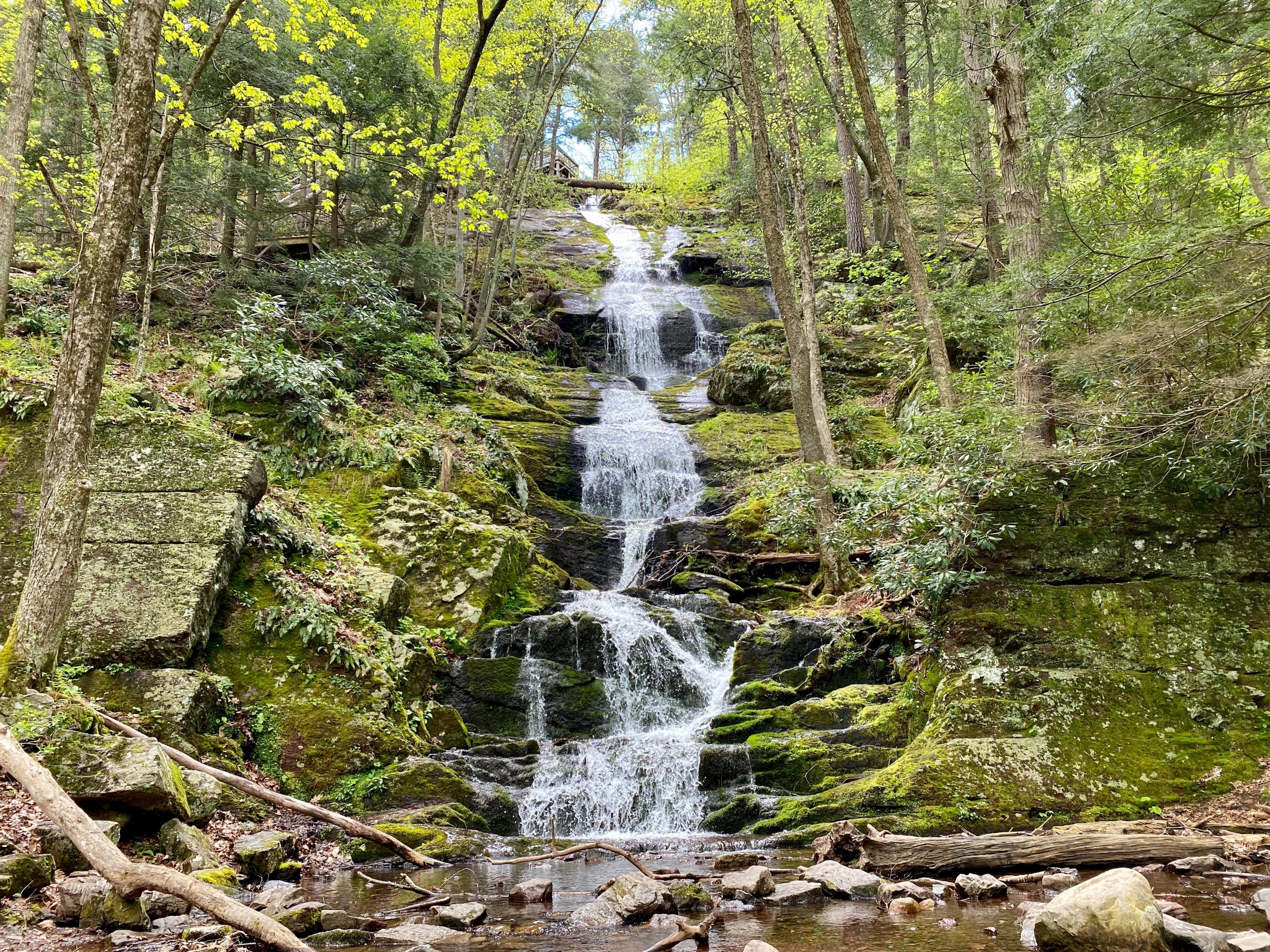 water falls in the middle of the forest