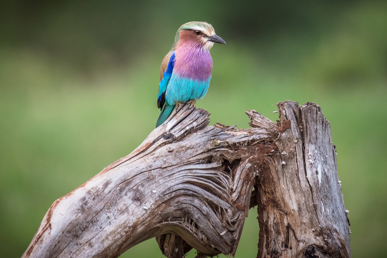 Africa Bird Nature Animal World  - tomtom4167 / Pixabay