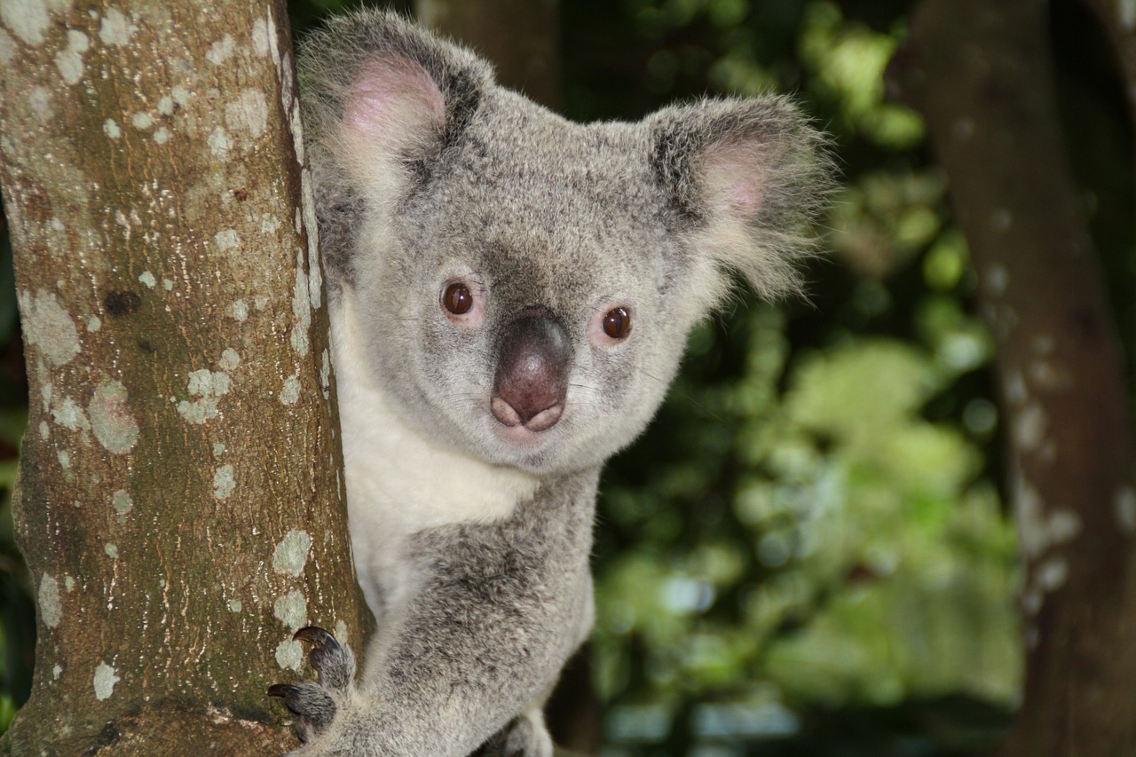 Australia Zoo Koala Bear Australia  - dheuser / Pixabay