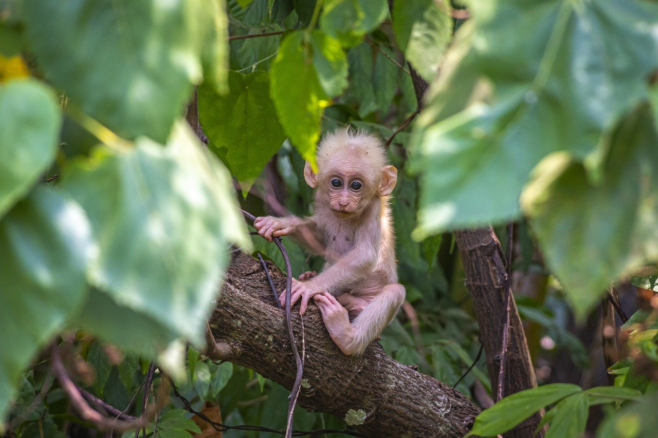 Baby Monkey Animal Tree  - Erik_Karits / Pixabay