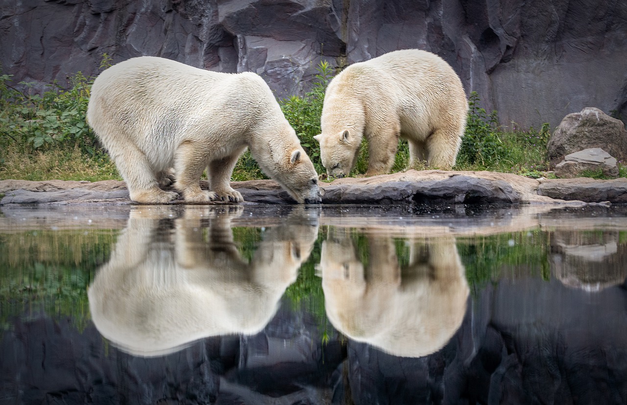 Bear Polar Bear Zoo Animal White  - herbert2512 / Pixabay