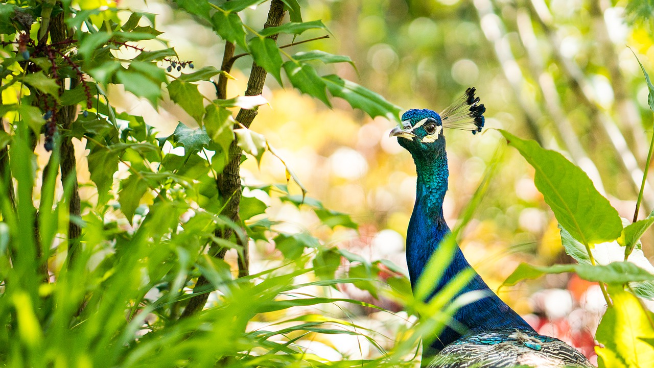 Bird Peacock Feathers Poultry  - kamilgrygo / Pixabay