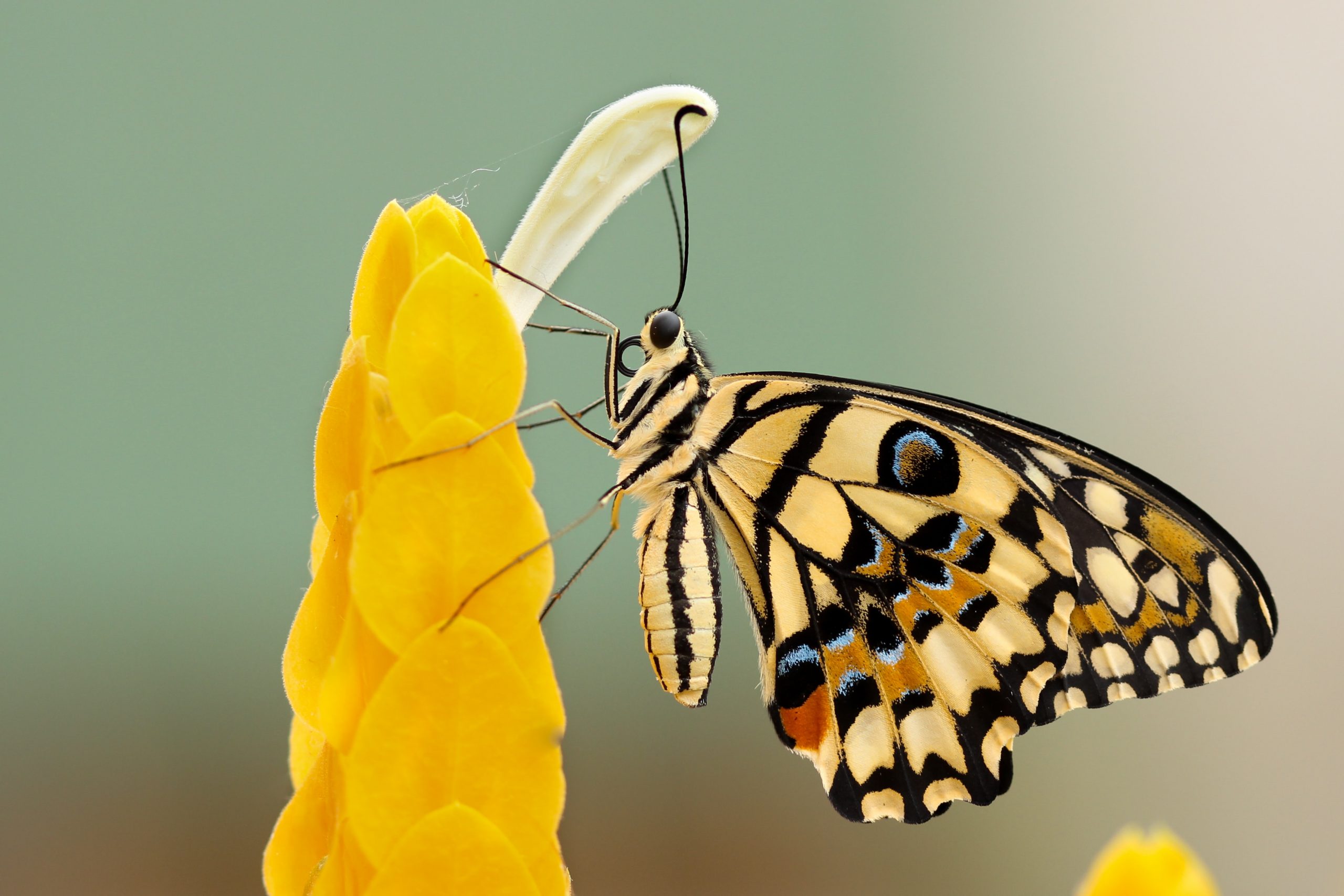 butterfly perched on flower at daytime