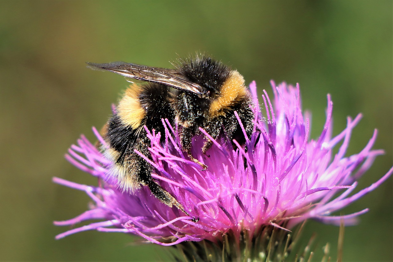 Bumblebee On Top Flowers Pollination  - Nel_Botha-NZ / Pixabay