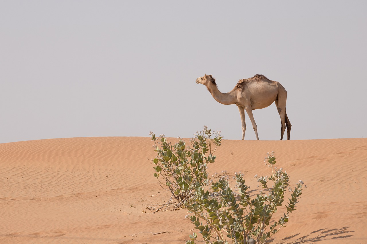 Camel Animal Desert Dubai Uae  - Rawlight / Pixabay