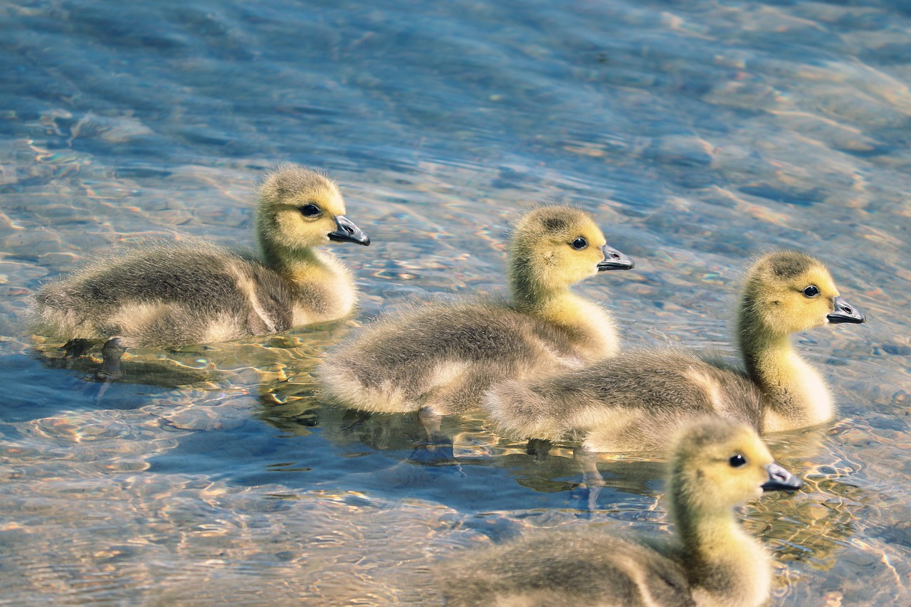 Chicks Boy Young Birds Canada Goose  - manfredrichter / Pixabay