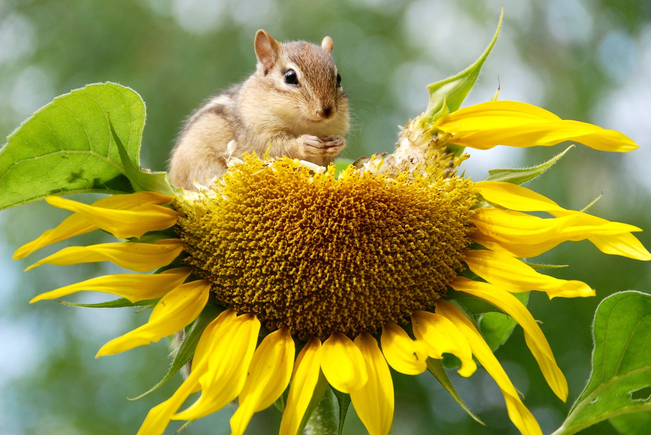 Chipmunk Animal Sunflower Seeds  - NatureFriend / Pixabay