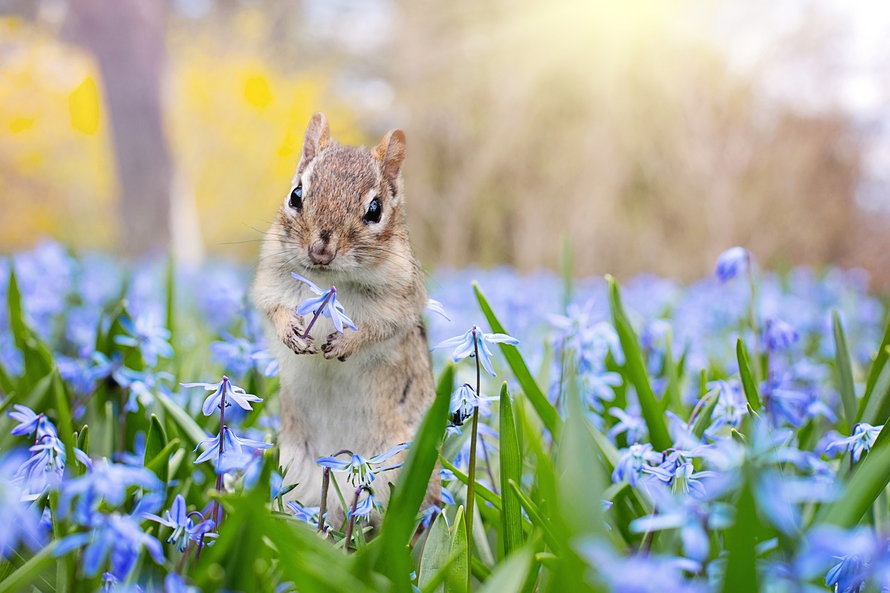 Chipmunk Garden Spring Flowers  - JillWellington / Pixabay