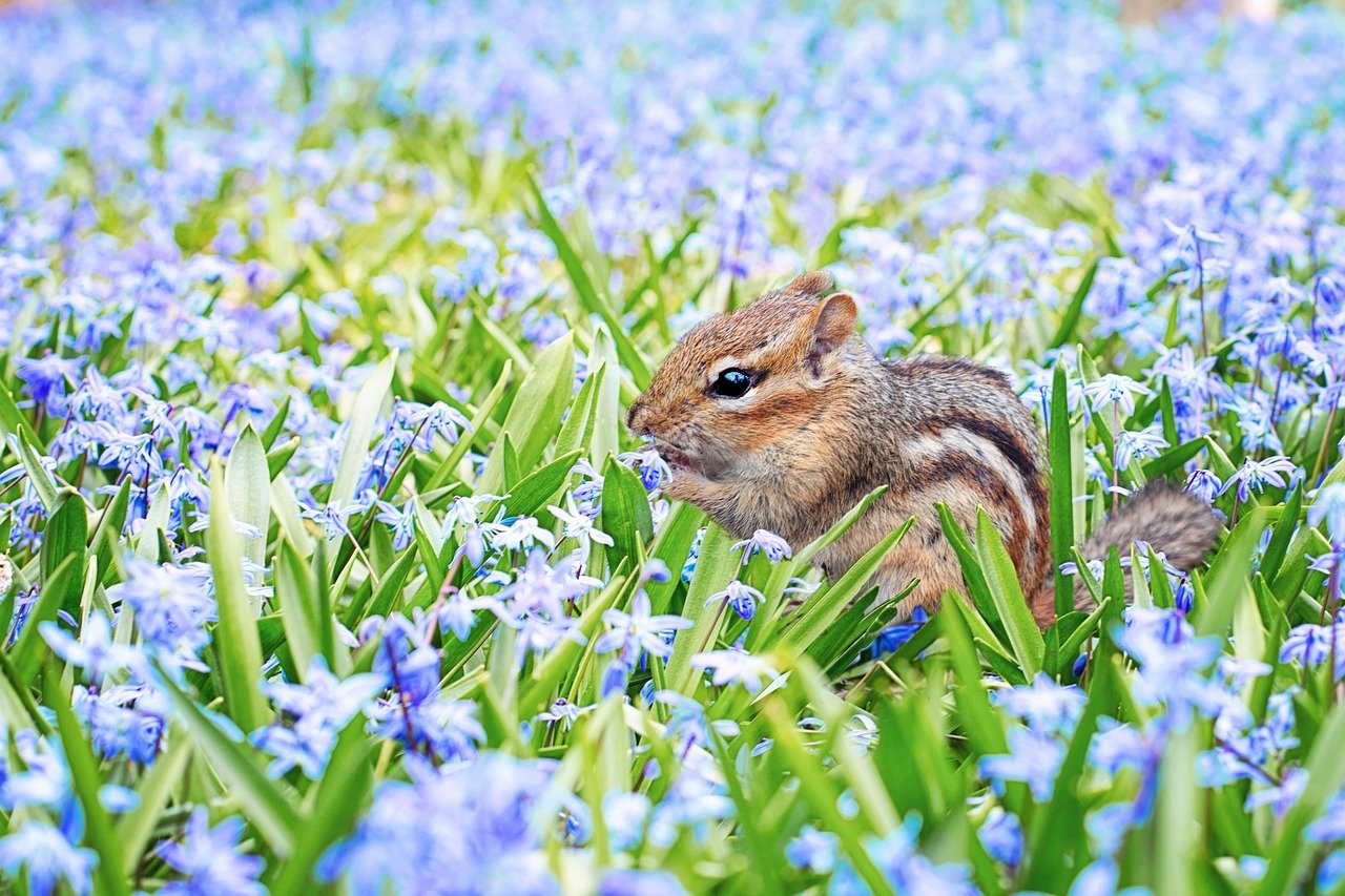 Chipmunk Spring Field Meadow  - JillWellington / Pixabay