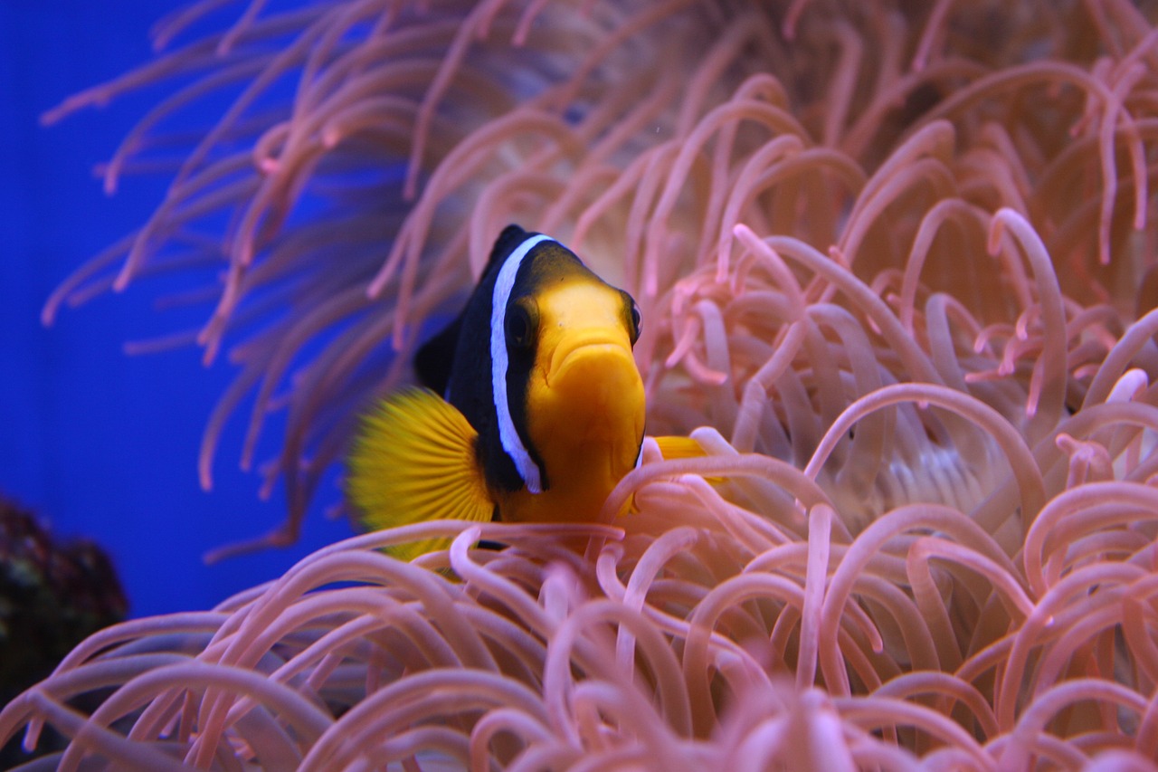 Clown Fish Nemo Animal Nature Wild  - YumeNichi / Pixabay