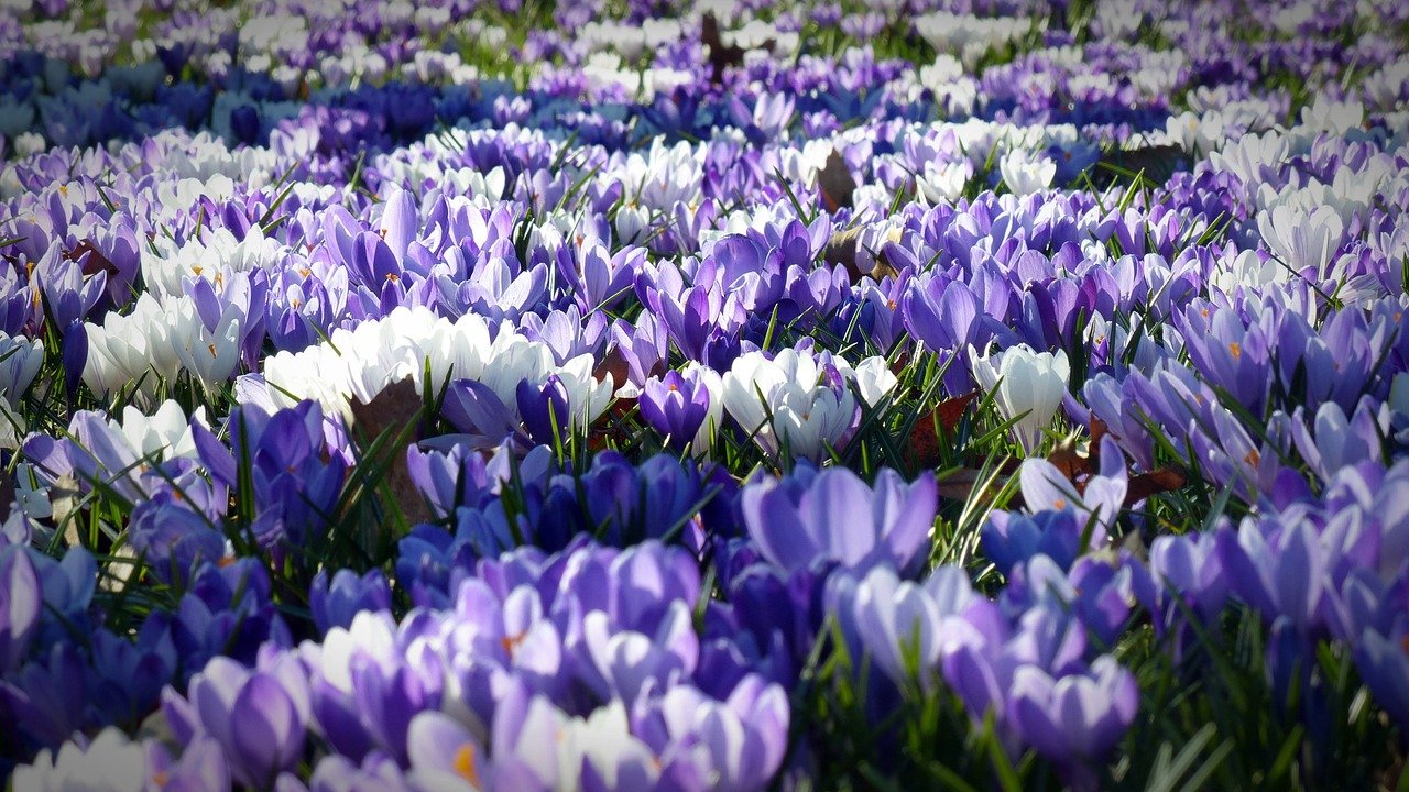 Crocus Flowers Field Bloom Blossom  - bernswaelz / Pixabay