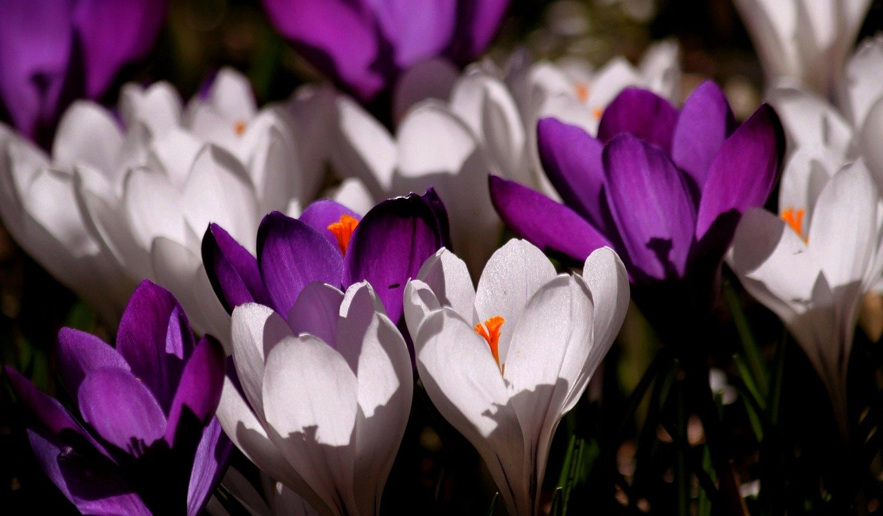Crocus Flowers Field Spring Crocus  - cocoparisienne / Pixabay