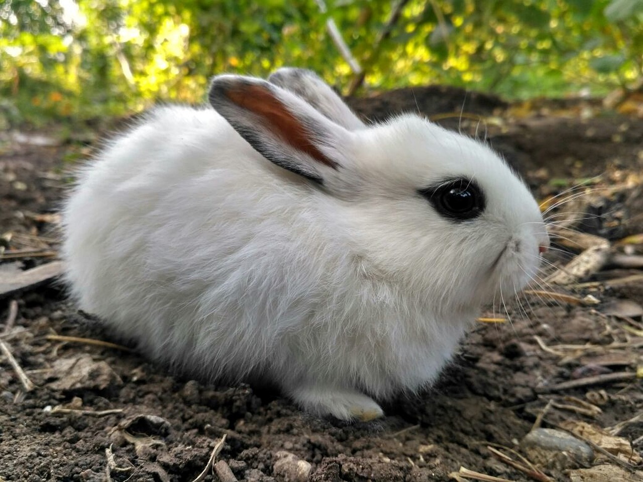 Cute Rabbit White Cute Animal Pet  - 15681259 / Pixabay