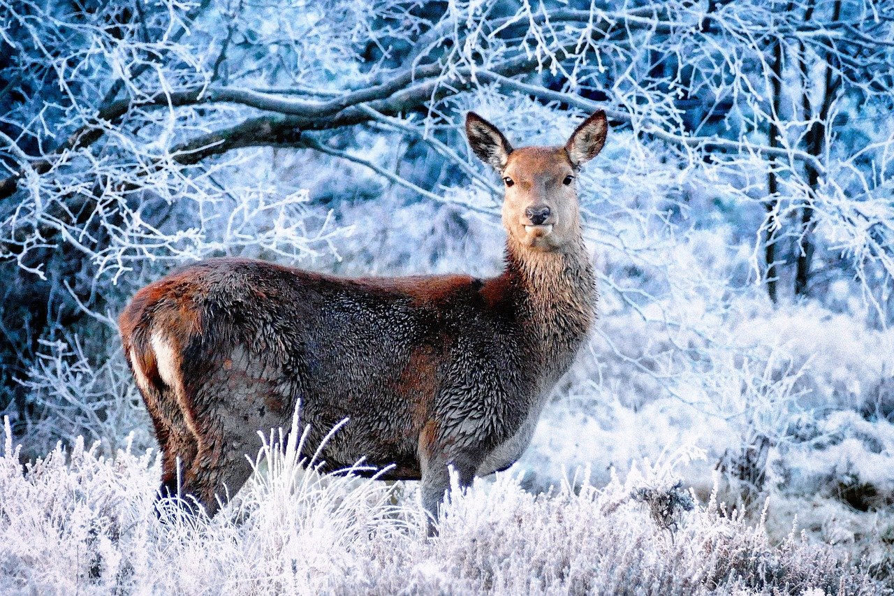Deer Winter Frost Forest  - ivanovgood / Pixabay