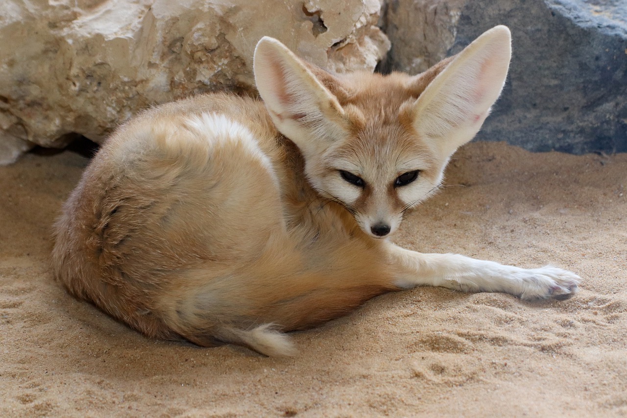 Desert Fox Animal Wildlife  - Cifer88 / Pixabay