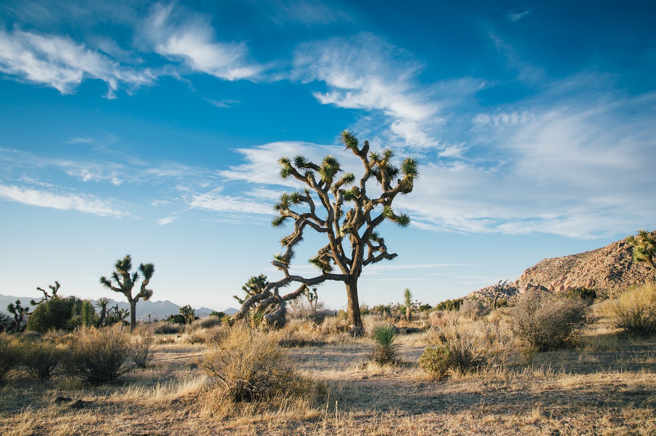 Desert Landscape Joshua Tree Desert  - Free-Photos / Pixabay
