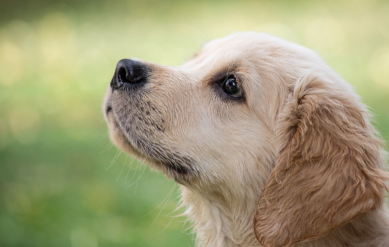 Dog Animal Puppy Pet Mammal  - minka2507 / Pixabay