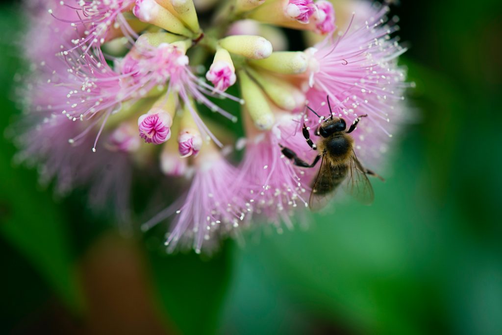 brown bee on flower