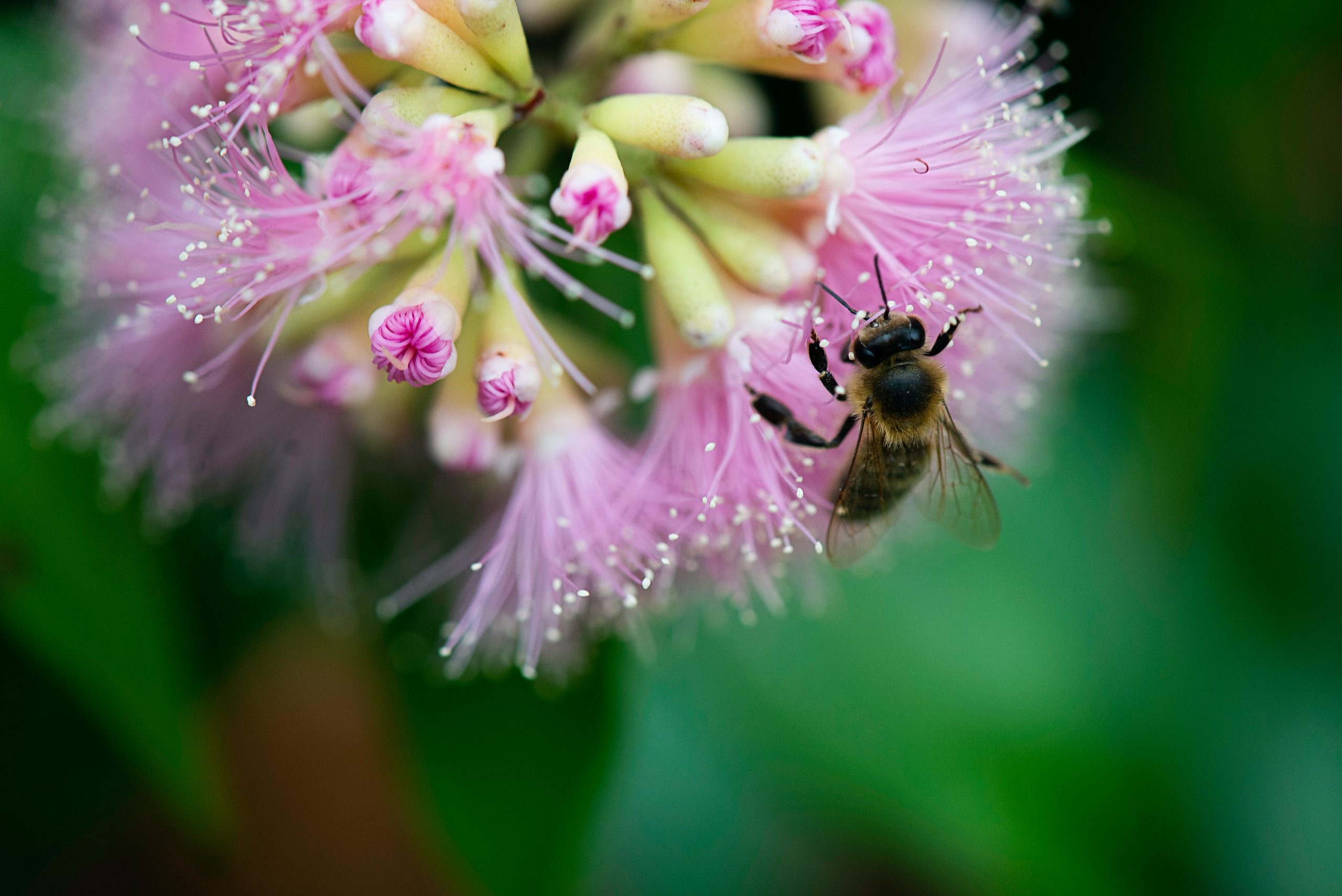 brown bee on flower