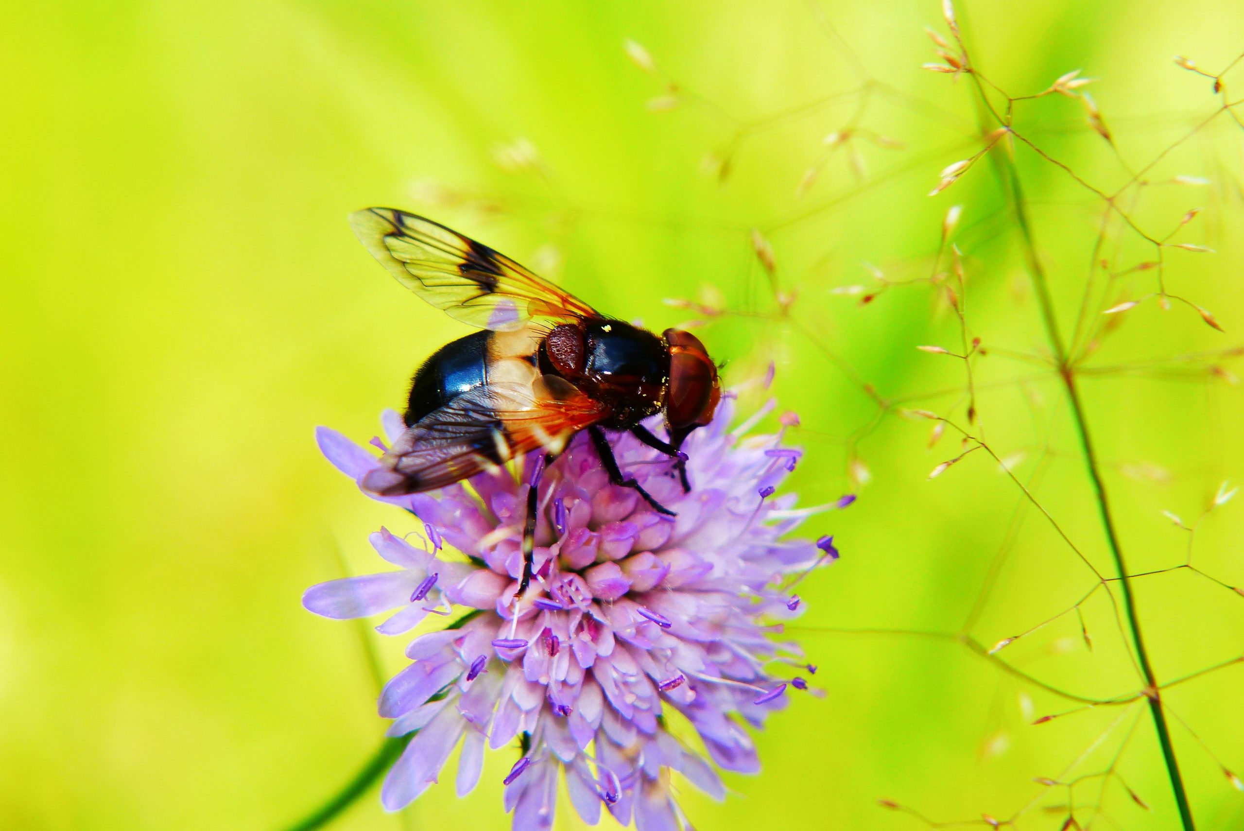 hoverfly perching on purple flower in close-up photography