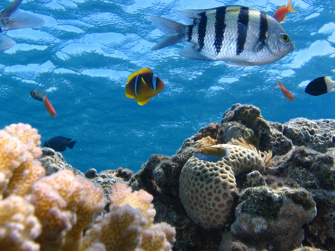 Fish Ocean Riff Sea Marine  - kimhiz / Pixabay