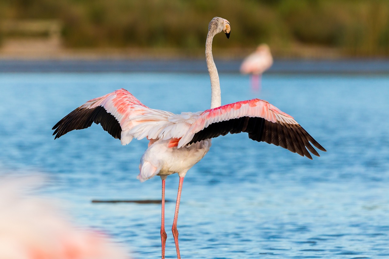 Flamingo Flamingos France Wild  - TeeFarm / Pixabay