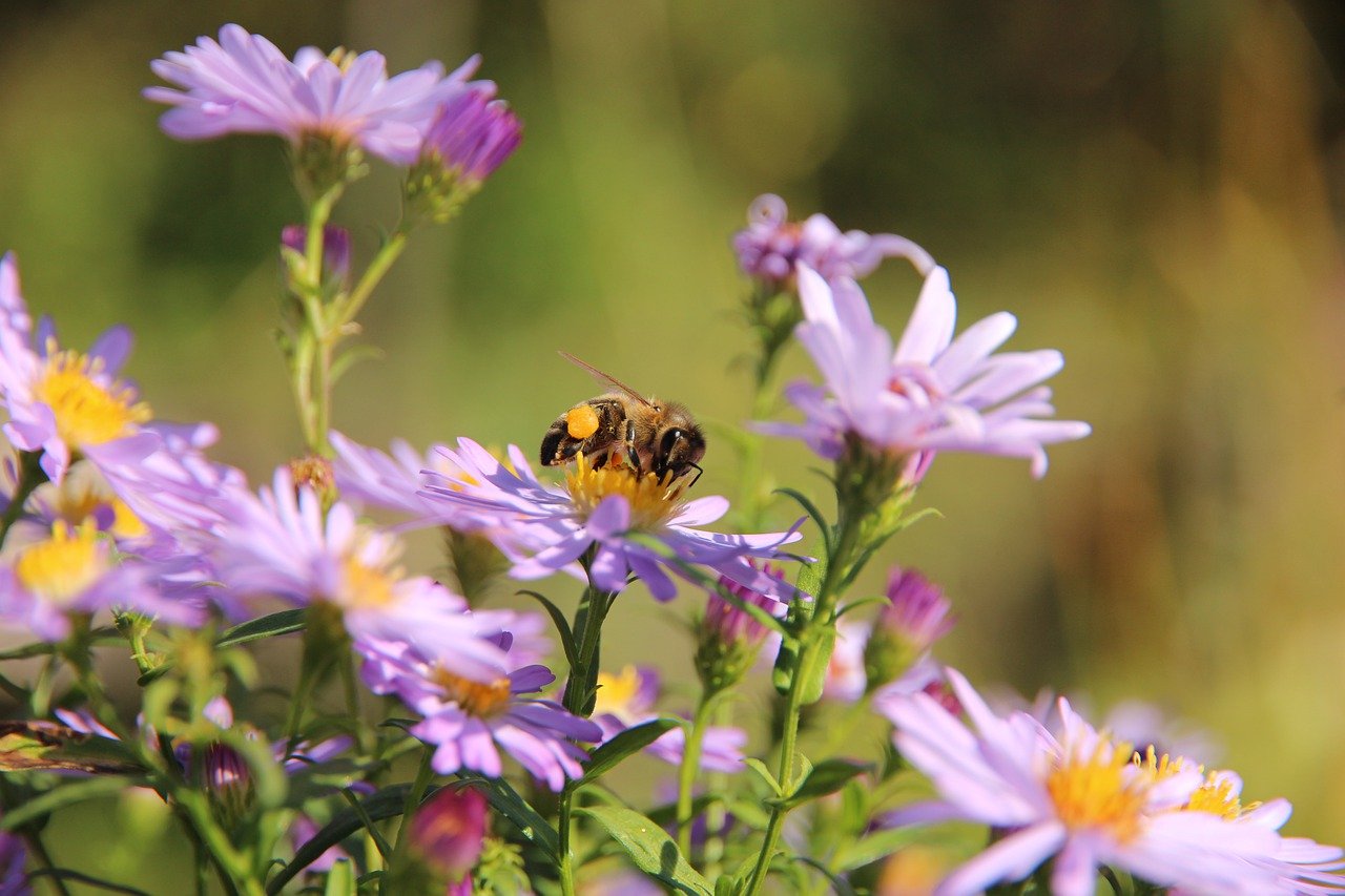 Flowers Bee Astra Astra Novoblogika  - zoosnow / Pixabay