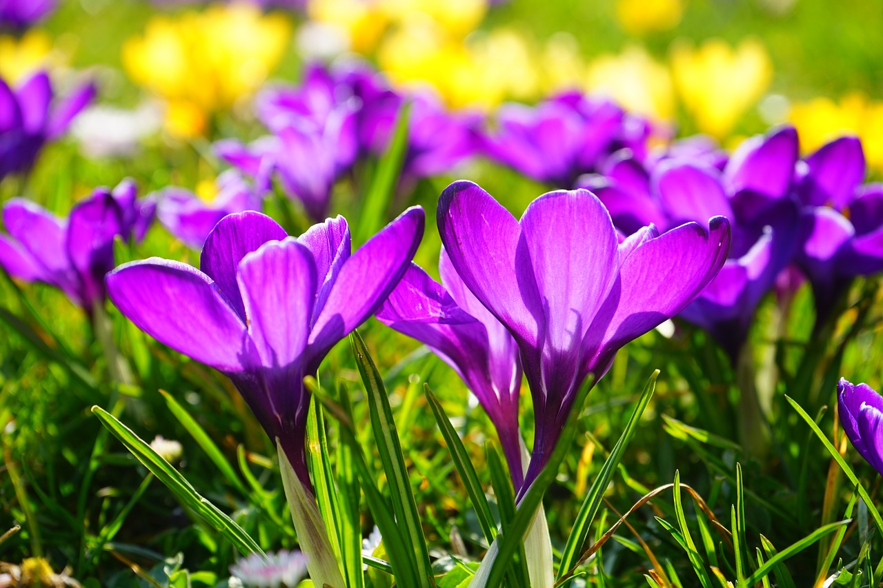 Flowers Crocus Meadow Spring Crocus  - Hans / Pixabay