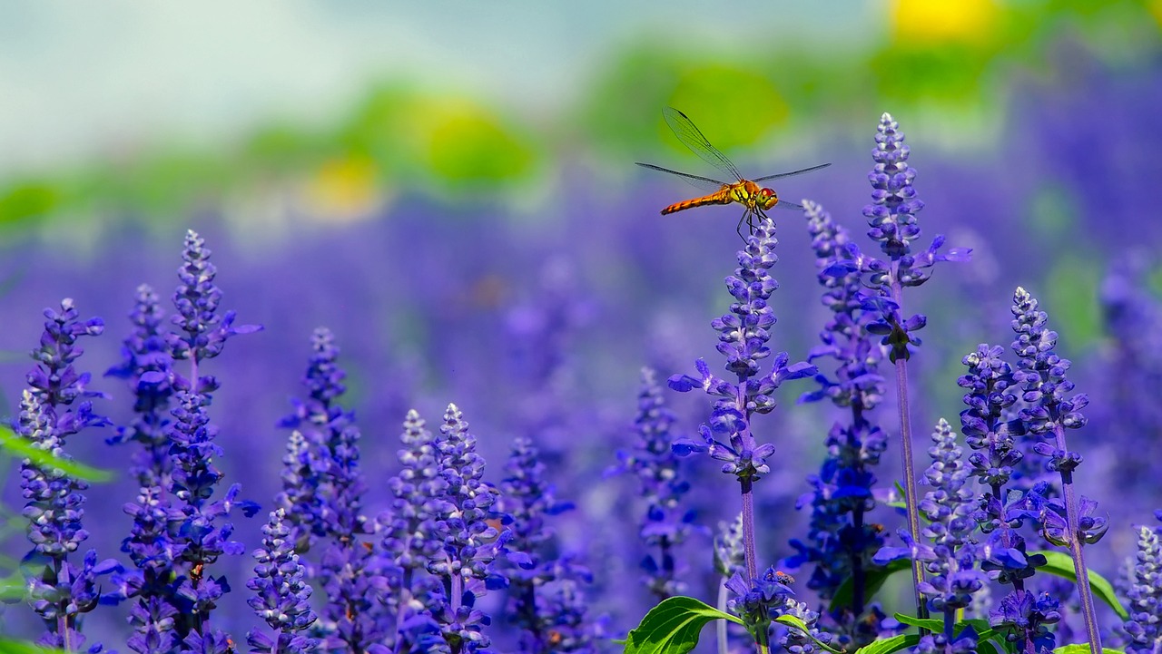 Flowers Plants Dragonfly Insect  - 12019 / Pixabay