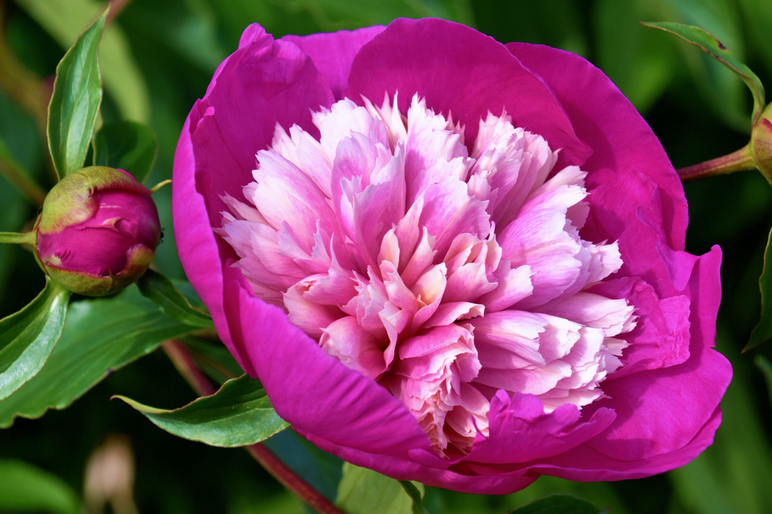 pink petaled flower