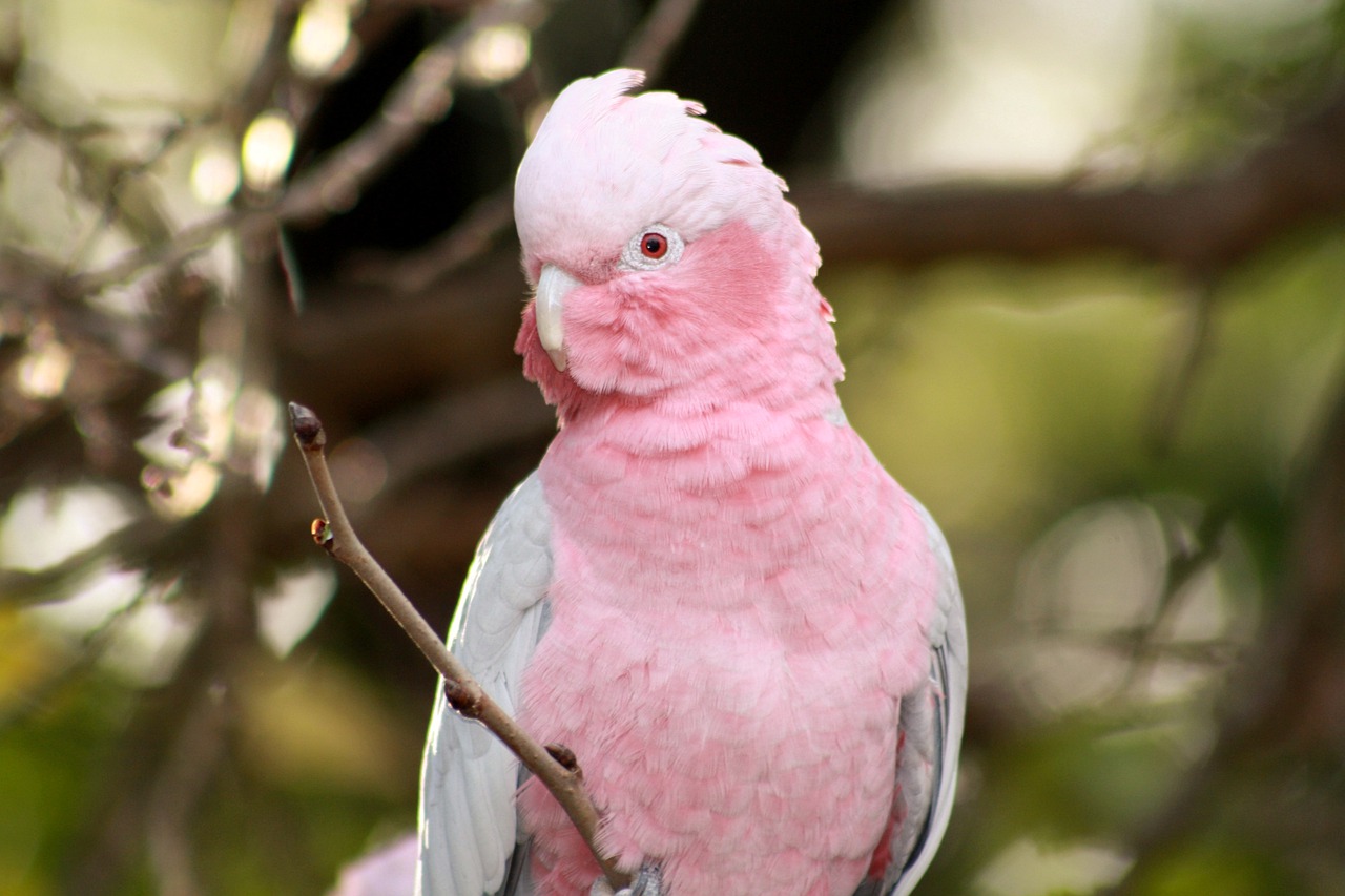 Galah Pink And Gray Galah Parrot  - BeffyQuaire / Pixabay
