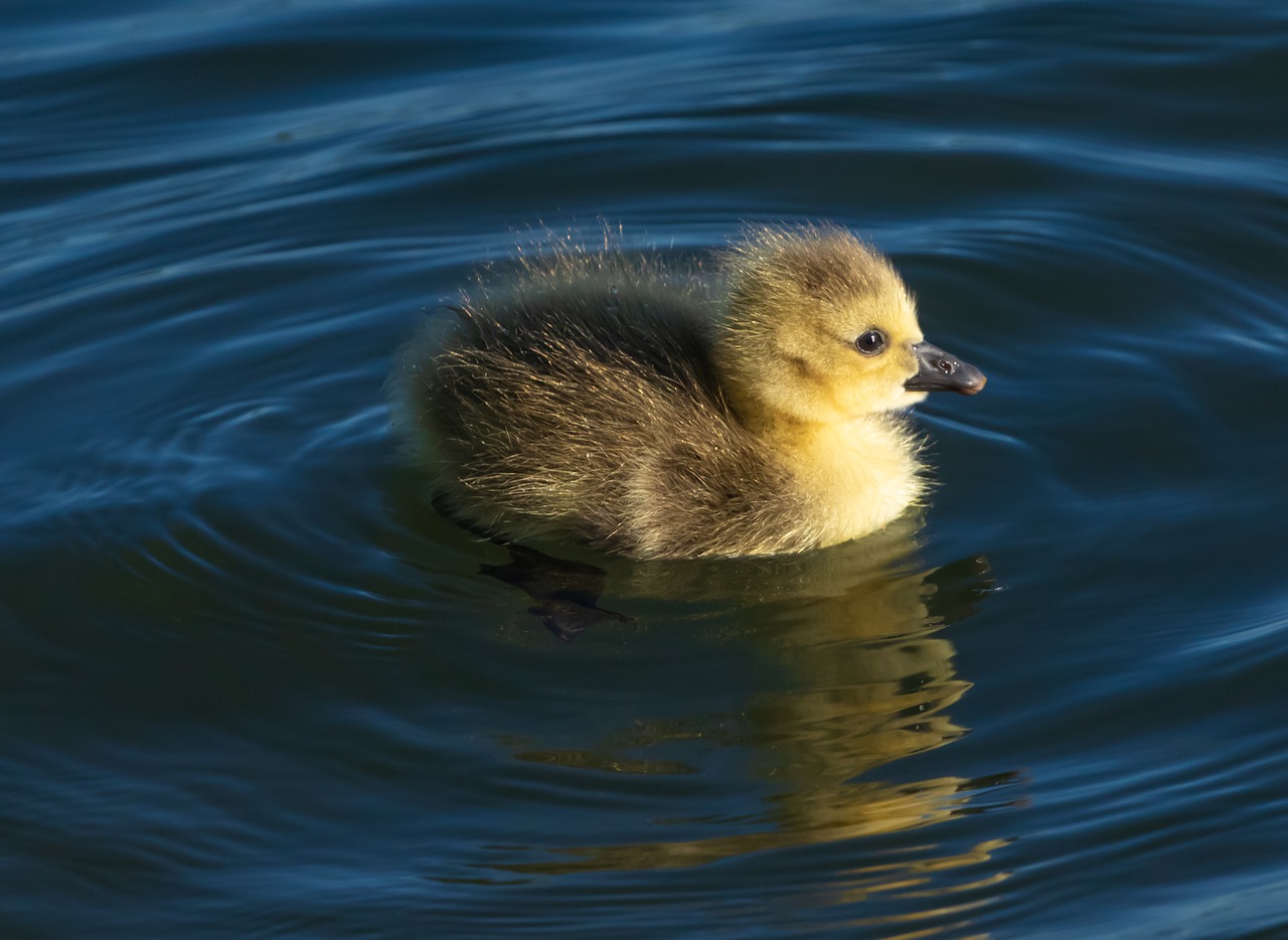 Gosling Baby Goose Goose Young  - TheOtherKev / Pixabay