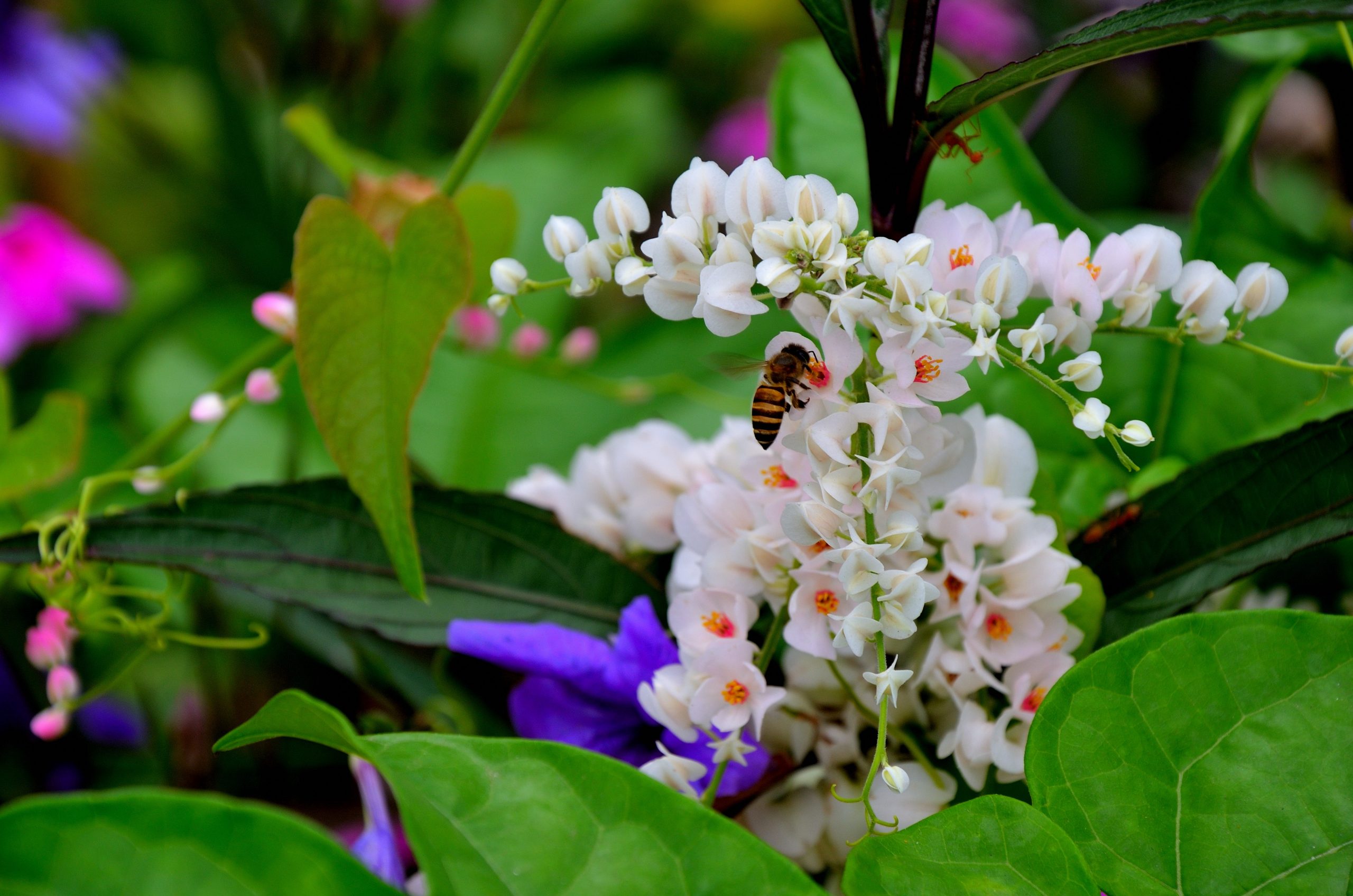 white-petaled flower