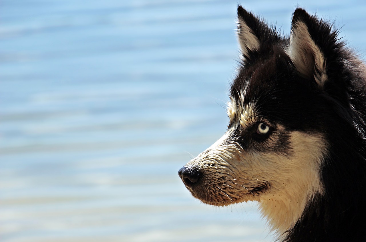 Husky Dog Dog Breed Siberian Husky  - pixel2013 / Pixabay