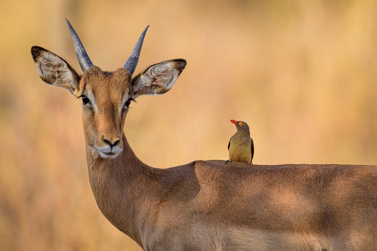 Impala Oxpecker Bird Antelope  - matrishva / Pixabay