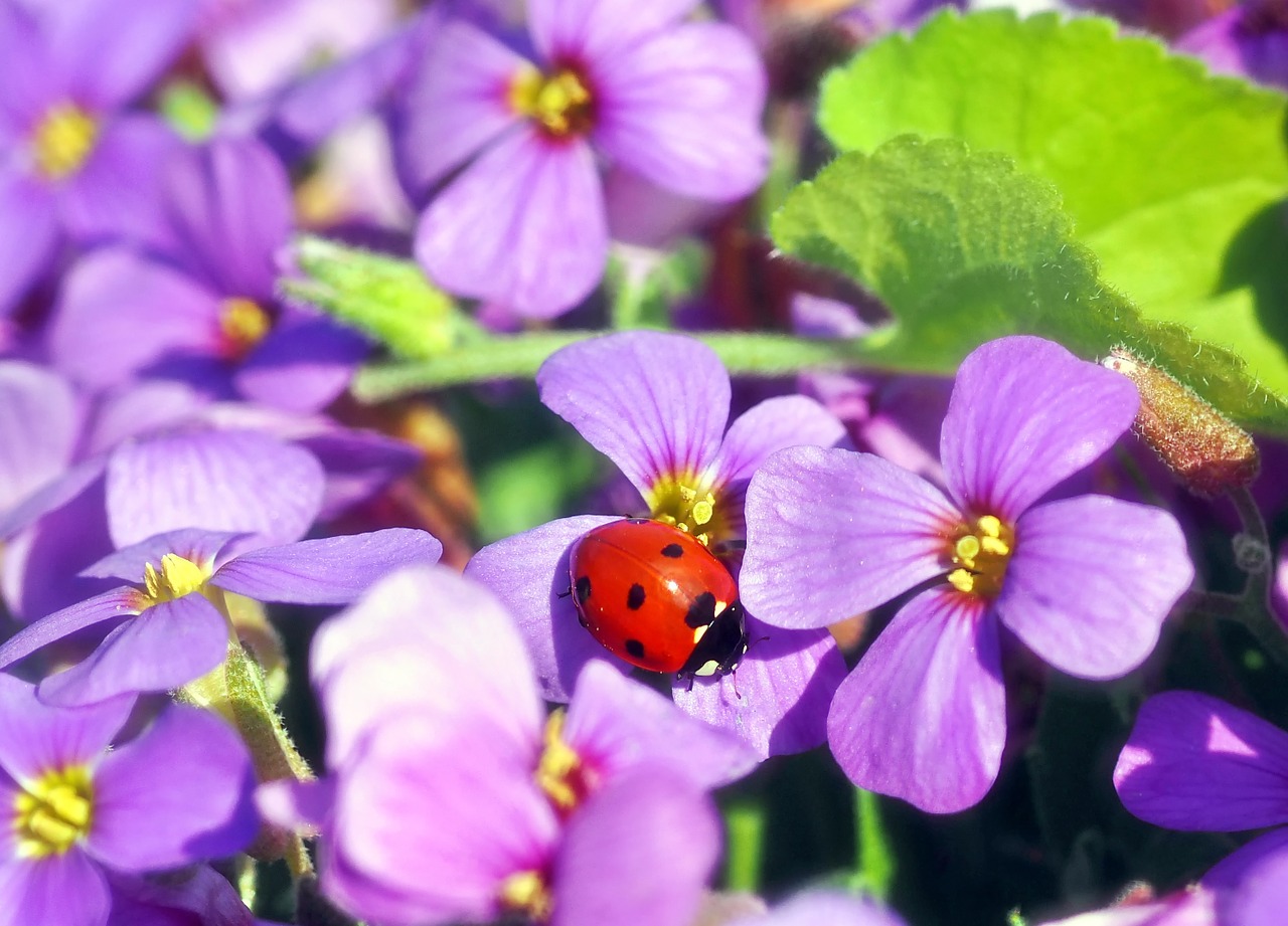 In The Fragrance Noise Ladybug  - kie-ker / Pixabay