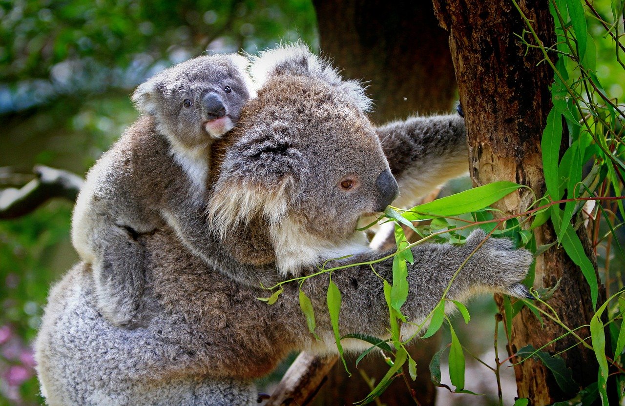 Koalas Animals Wildlife Mammals  - Holgi / Pixabay