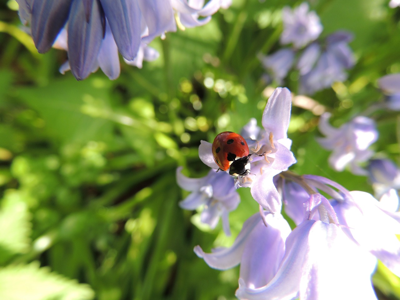 Ladybird Flower Nature Ladybug  - milldesign / Pixabay