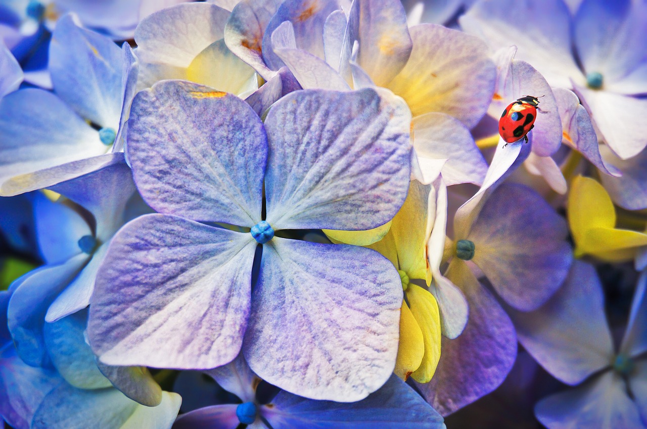 Ladybird Flowers Garden Bug  - truthseeker08 / Pixabay