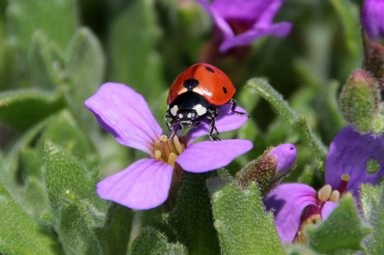 Ladybug Beetle Coccinellidae Insect  - Myriams-Fotos / Pixabay