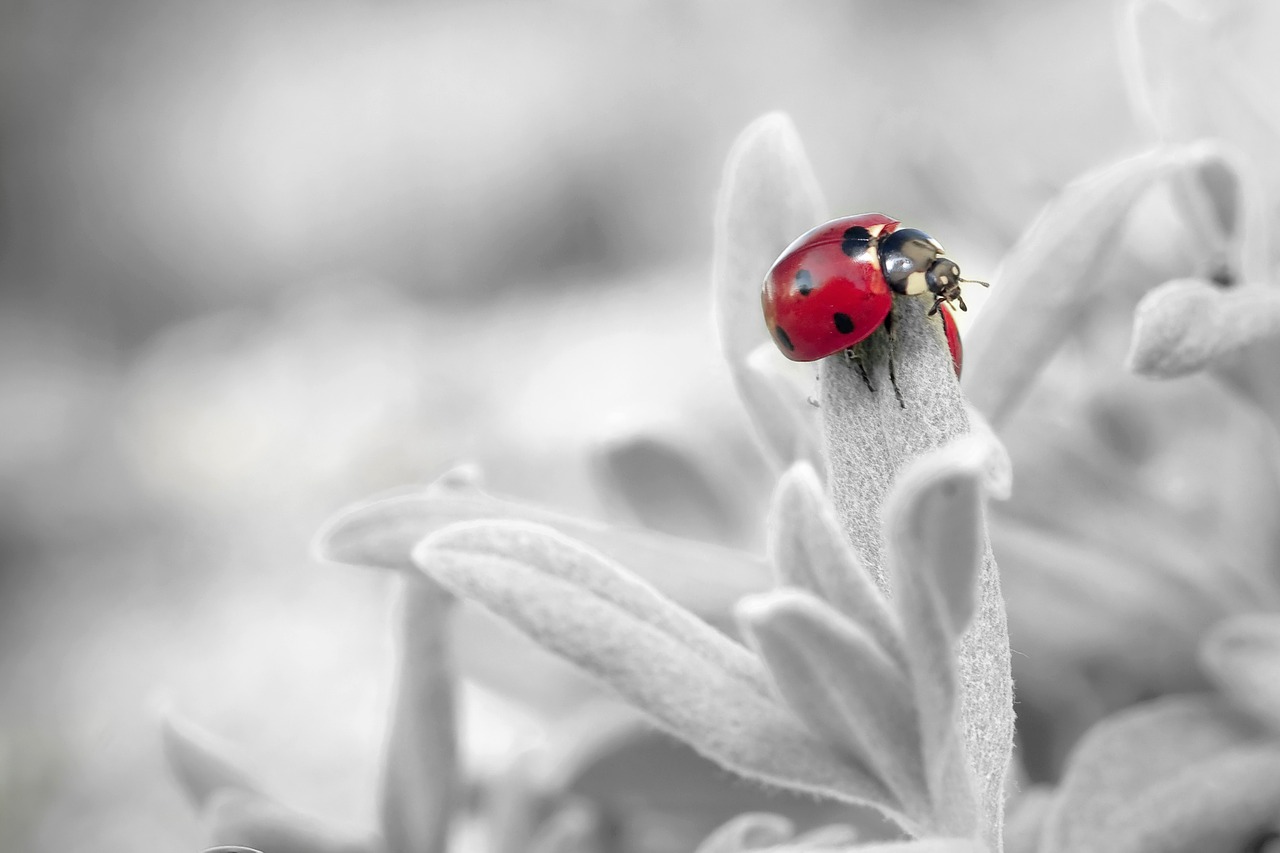 Ladybug Insect Nature Ladybug  - BubbleJuice / Pixabay