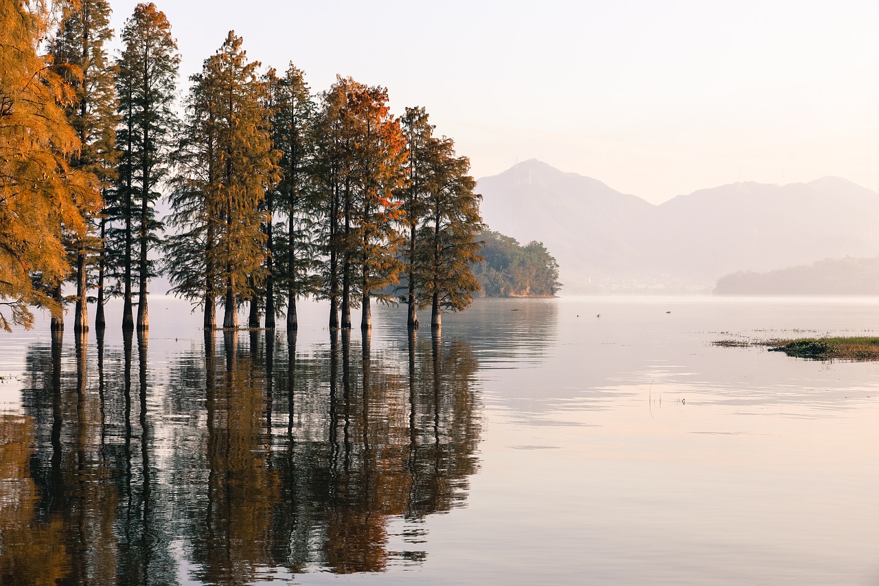 Lake Forest Nature Landscape Water  - Leslin_Liu / Pixabay