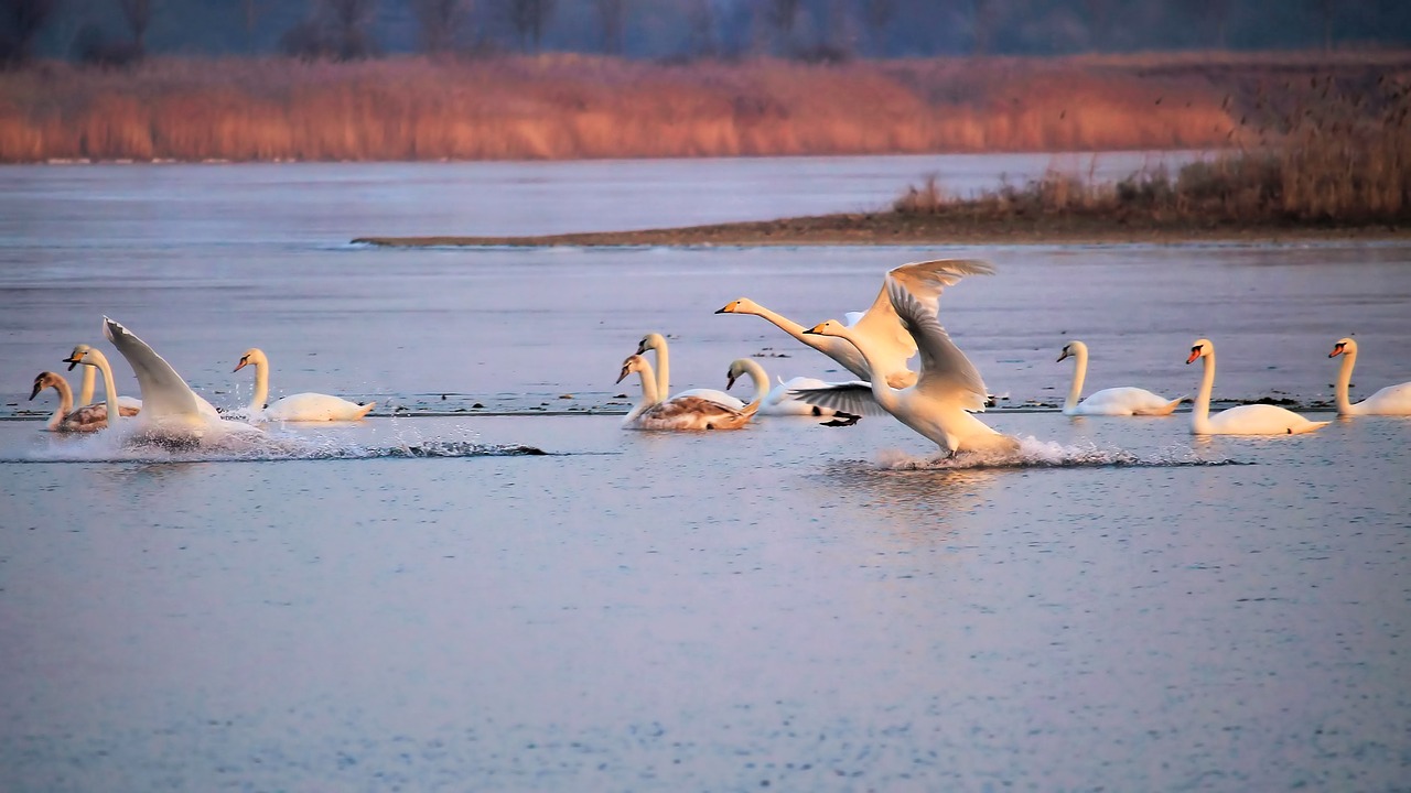 Landscape Lake Winter Frozen Swans  - hansbenn / Pixabay
