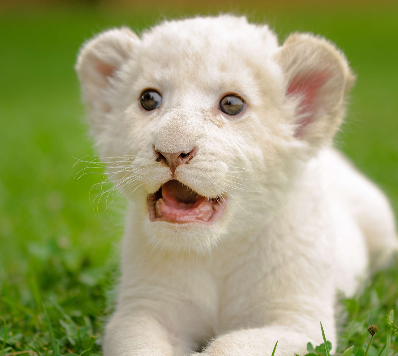 Lion White Cute Adorable Eyes  - IanZA / Pixabay