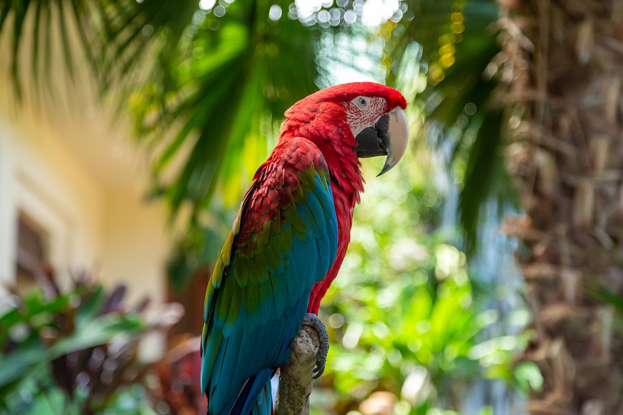 Macaw Bird Animal Parrot Wildlife  - cwall64 / Pixabay