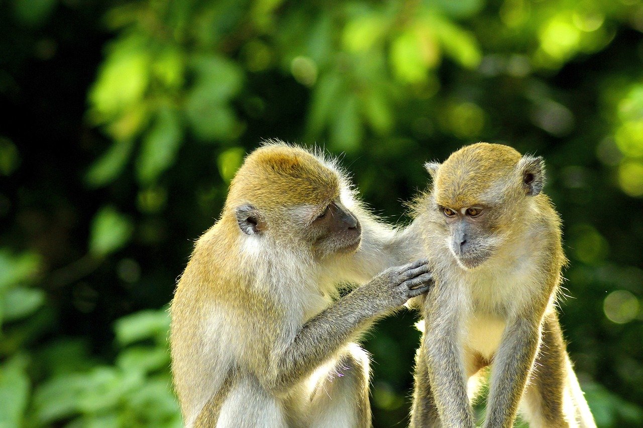 Monkeys Pair Primates Mammals  - romanticfatman / Pixabay